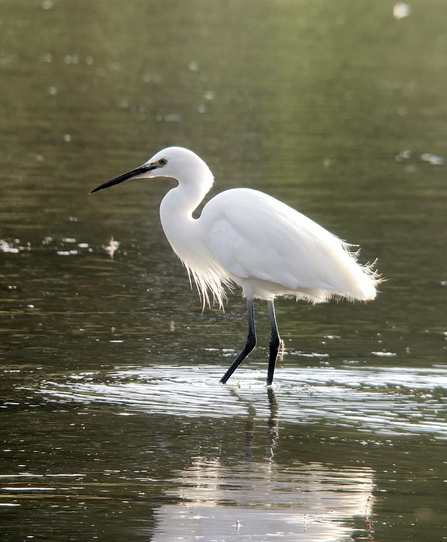 Little Egret © Richard Scott 2020