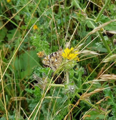 Painted Lady © Sue Bird 2020