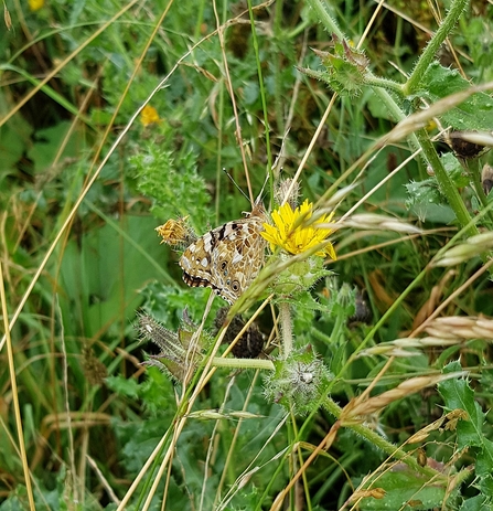 Painted Lady © Sue Bird 2020