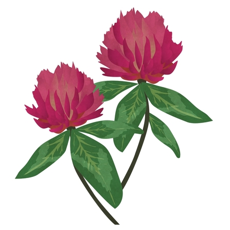 Red clover (c) Sally Henderson