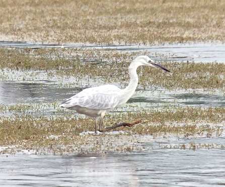 grey Little Egret © Richard Scott 2020