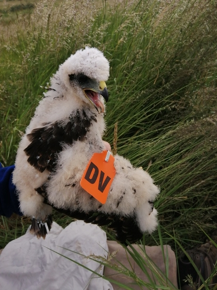 tagged Marsh Harrier © North West Norfolk Ringing Group 2020