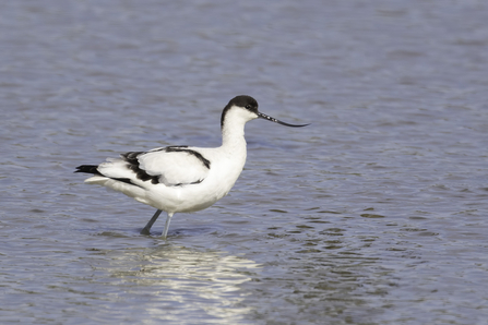 Avocet © Barry Wardley 2020