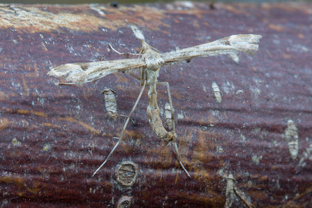 Amblyptilia acanthadactyla © Derek Parker 2020