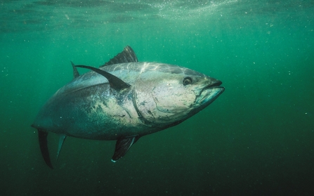 Image of Atlantic bluefin tuna © Nick Hawkins/Natureplcom