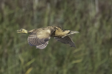 Bittern © Barry Wardley 2020