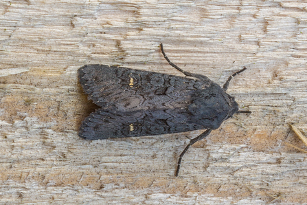 Black Rustic © Derek Parker 2020