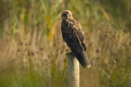 Marsh Harrier © Keith Horton 2020