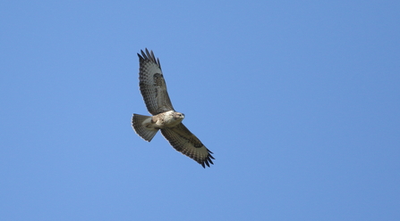 Buzzard © Allen Holmes 2020