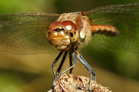Common Darter © Nidge Nilsen 2020