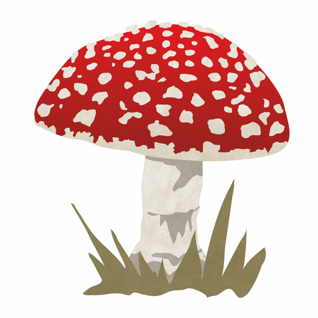 Fly agaric (c) Sally Henderson