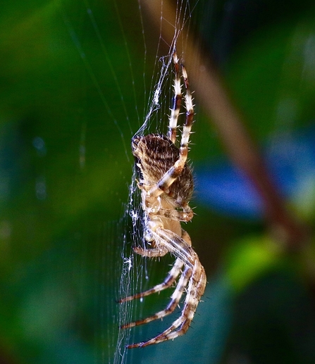 Garden Spider © Nidge Nilsen 2020