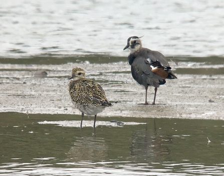 Golden Plover and Lapwing © Richard Scott 2020