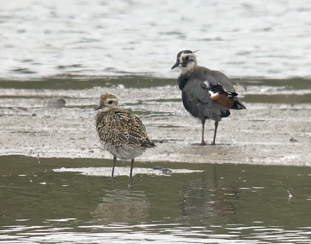 Golden Plover and Lapwing © Richard Scott 2020