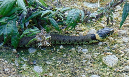 Grass Snake © Lynda Christou 2020