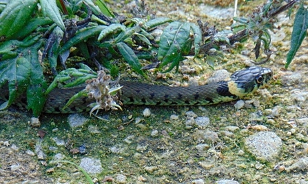 Grass Snake © Lynda Christou 2020