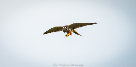 Hobby © Mick Woodward 2020