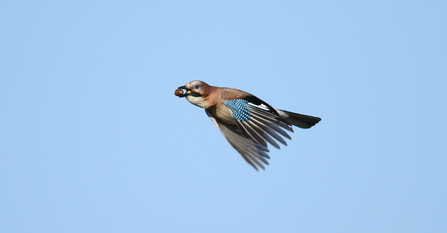 Jay carrying acorn © Allen Holmes 2020