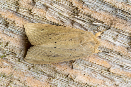 Large Wainscot © Derek Parker 2020