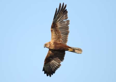 Marsh Harrier © Allen Holmes 2020