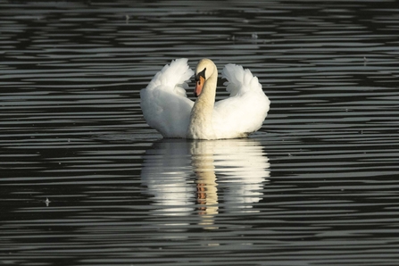 Mute Swan © Keith Horton 2020