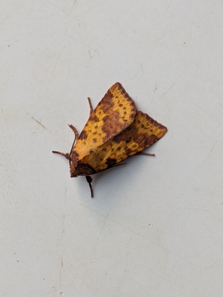 Pink-barred Sallow © Janet Heppenstall 2020