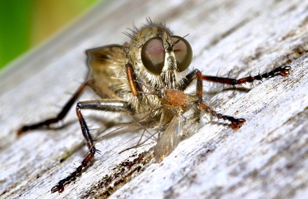 Robber Fly © Nidge Nilsen 2020