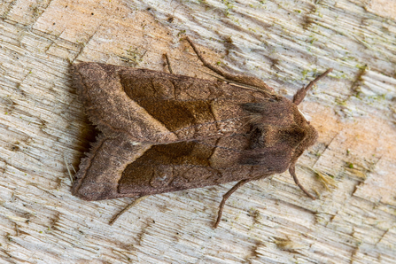 Rosy Rustic © Derek Parker 2020