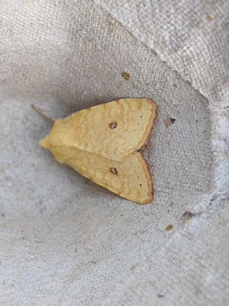 Sallow © Janet Heppenstall 2020