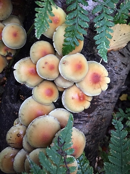 Sulphur Tufts © Lynda Christou 2020