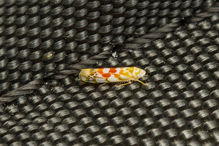 Typhlocyba quercus © Derek Parker 2020