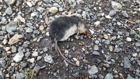 Water Shrew © Andrew Leggett 2020