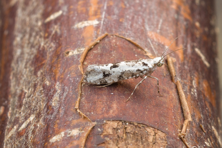 Ypsolopha sequella © Derek Parker 2020