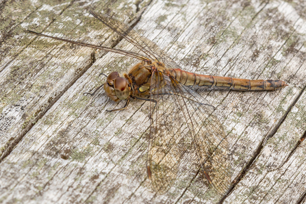 female Common Darter © Derek Parker 2020