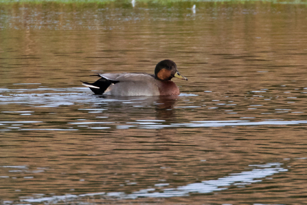 Brewer's Duck © Adrian Andruchiw 2020