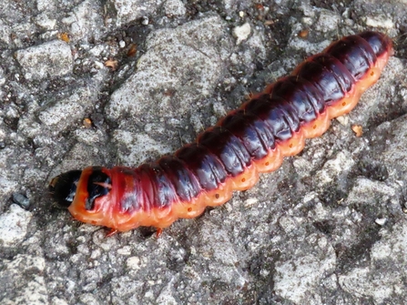 Goat Moth larva © David Shaw 2020