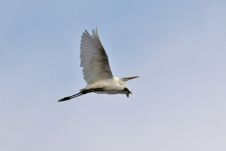 Great White Egret © Adrian Andruchiw 2020