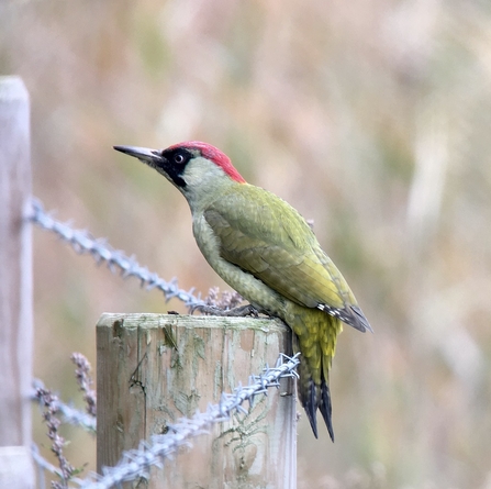 Green Woodpecker © Richard Scott 2020