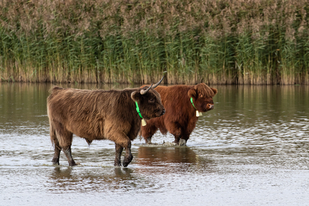 Cattle on West Scrape © Adrian Andruchiw 2020