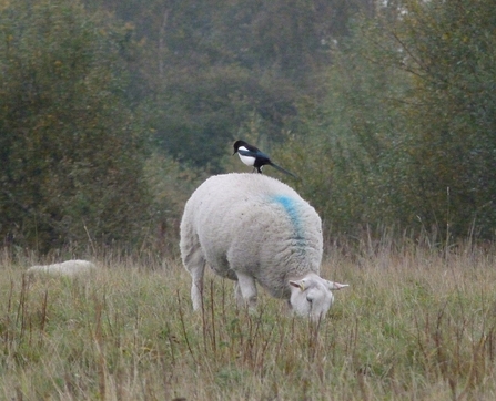 Magpie and Sheep © Darren Wozencroft 2020