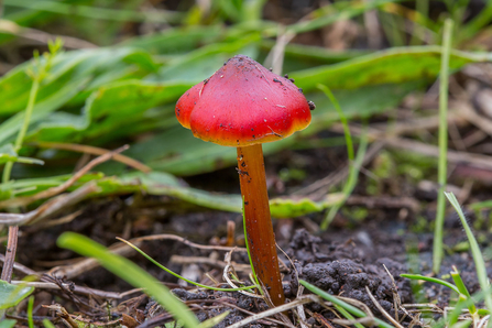 Witches Hat? © Derek Parker 2020