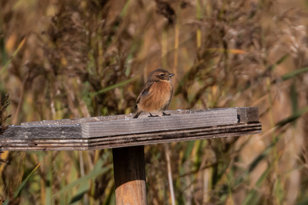 Stonechat © Adrian Andruchiw 2020