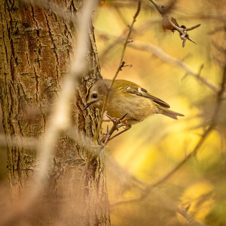 Goldcrest © Carol Hall 2020