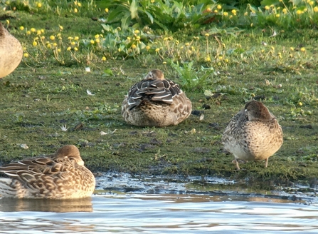 Garganey © Richard Scott 2020