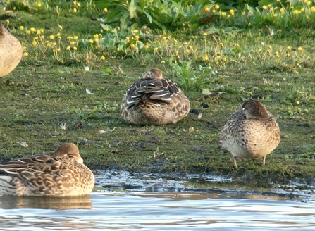 Garganey © Richard Scott 2020