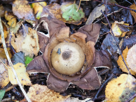 Geastrum michelianum © Martin Warne 2020