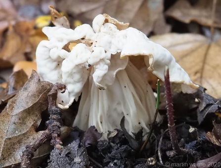 Helvella crispa © Martin Warne 2020