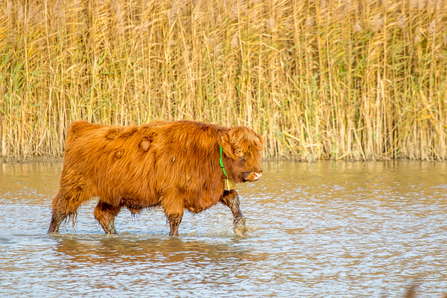 Highland on the marsh © Derek Parker 2020