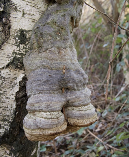 double-hoofed Hoof Fungus © Lesley Wilson 2020