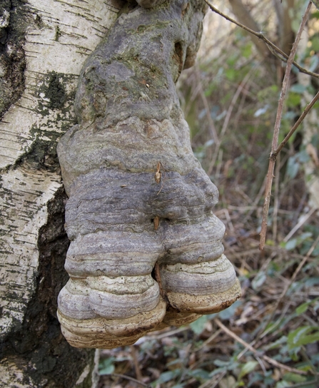 double-hoofed Hoof Fungus © Lesley Wilson 2020
